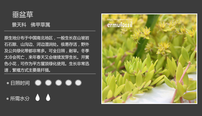 1000种多肉植物珊瑚图鉴,最全多肉品种图鉴