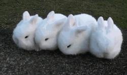 兔子好养吗,兔子属于动物吗