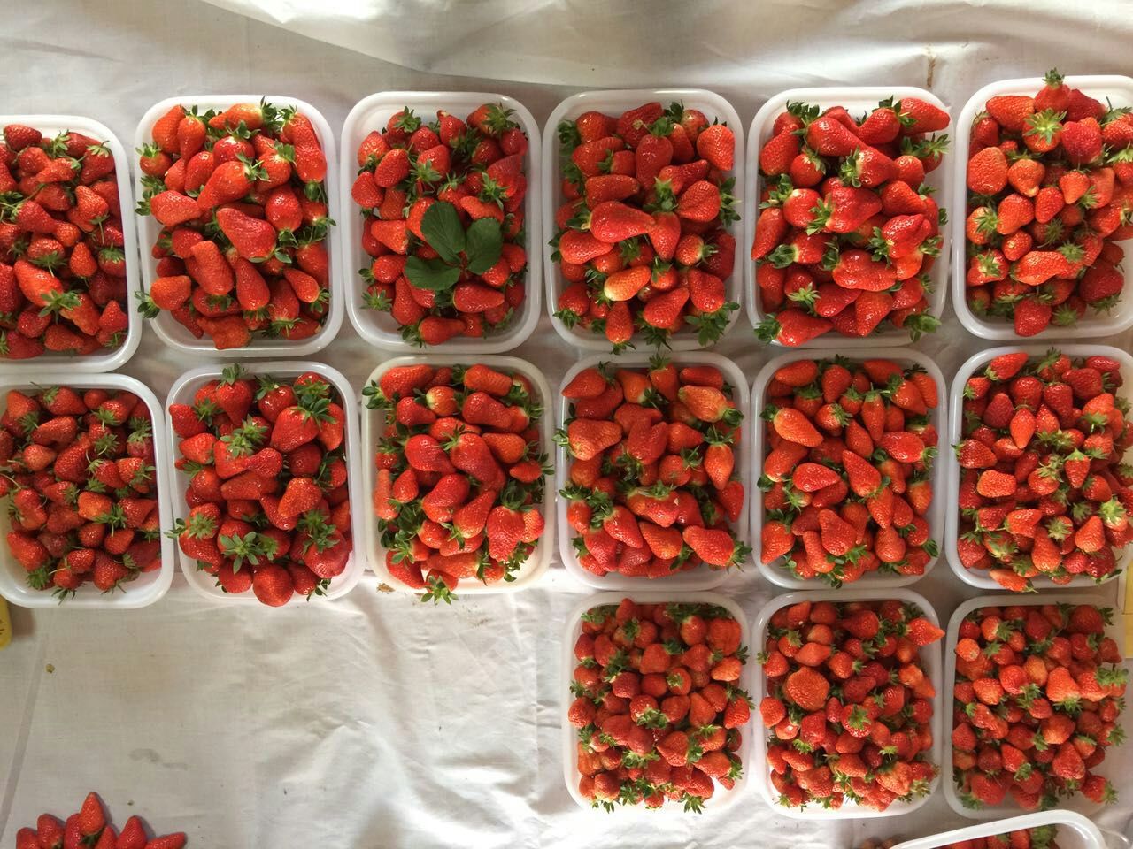 洛阳孟津富硒草莓采摘园,孟津草莓采摘园哪家好