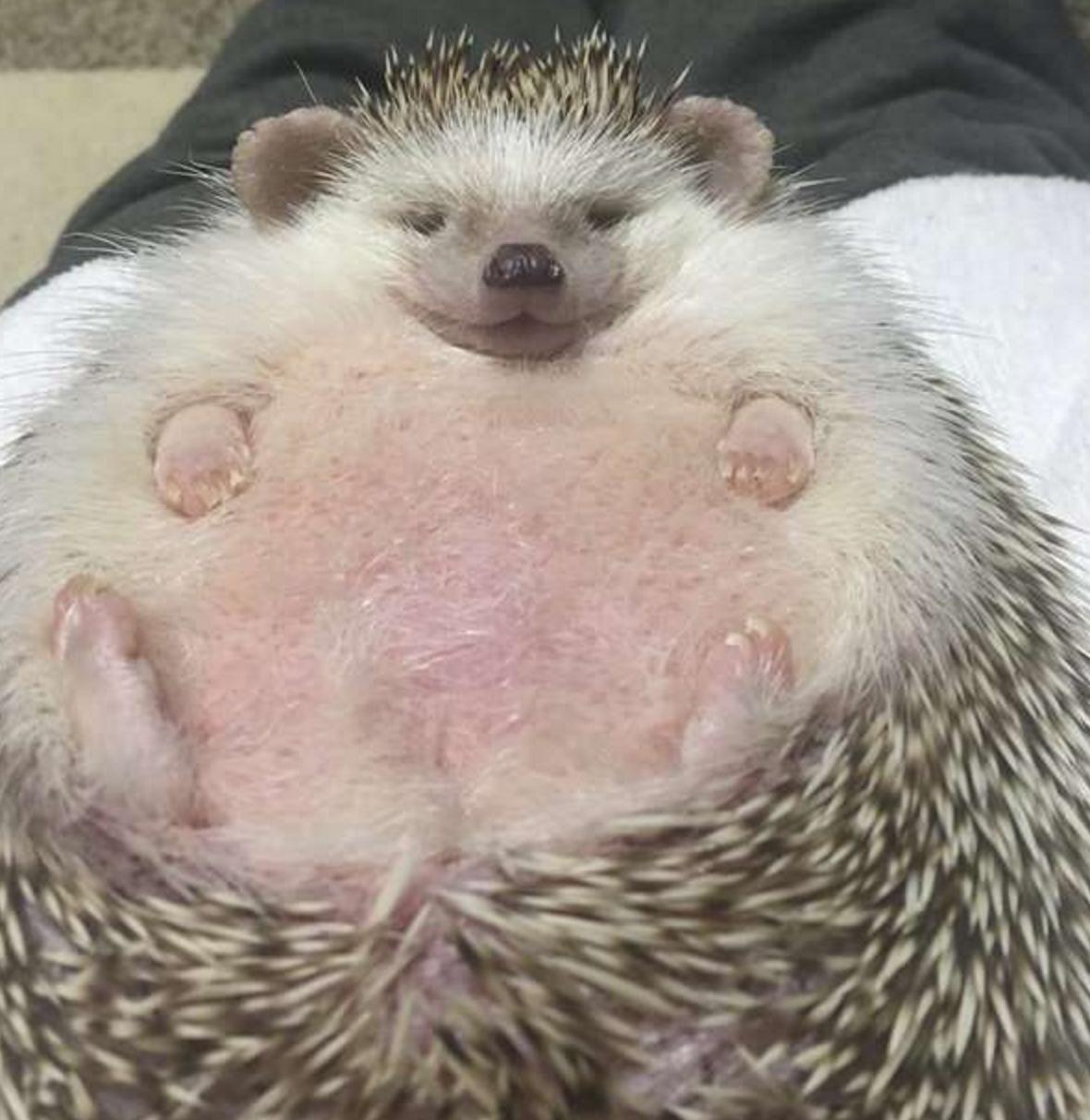 四脚朝天的刺猬,小刺猬四脚朝天躺在林间野道上