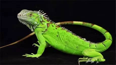 海淘族11.11不学国检法规吃大亏