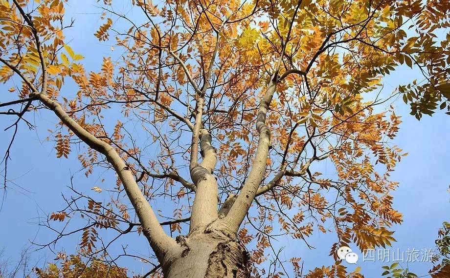 过季就来不及了，快去四明山上捡“黄金果”！（附全攻略）