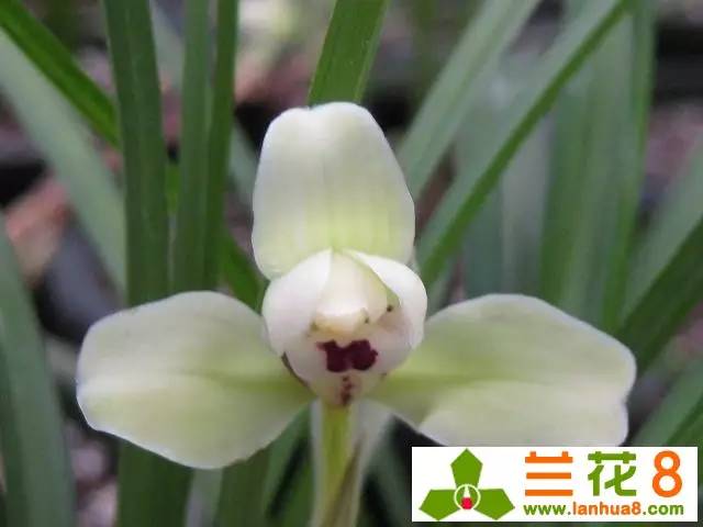 兰与茶团购,兰与茶介绍