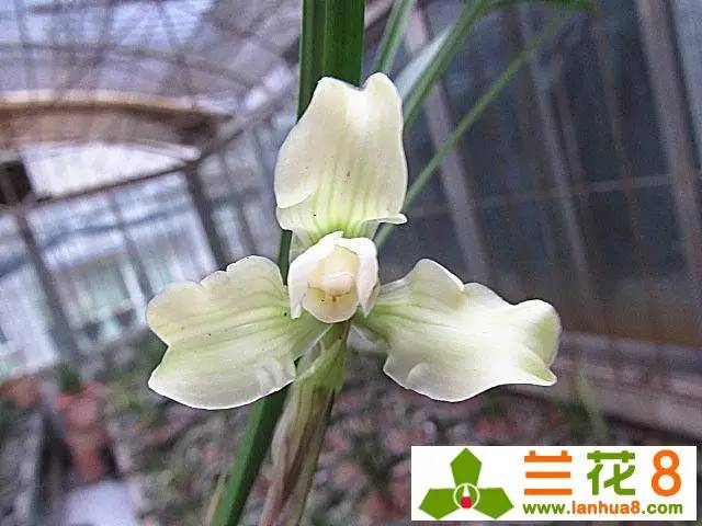 兰与茶团购,兰与茶介绍