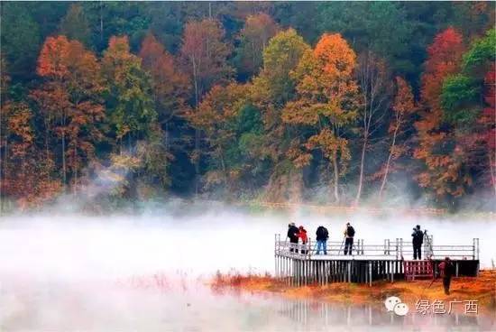 广西德保枫叶什么时候去最好看,2018年德保枫叶最佳观赏期