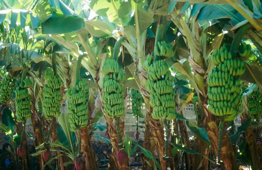 127国免签国家,日本护照免签国家127个