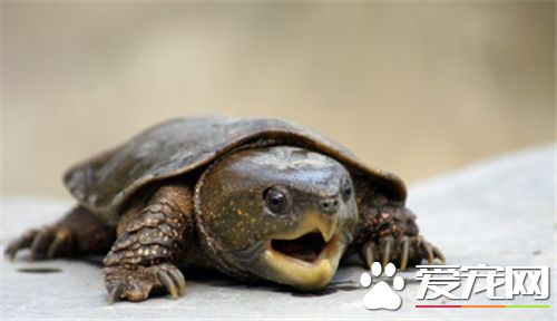 养乌龟新手入门养什么龟,乌龟什么龟种最好养