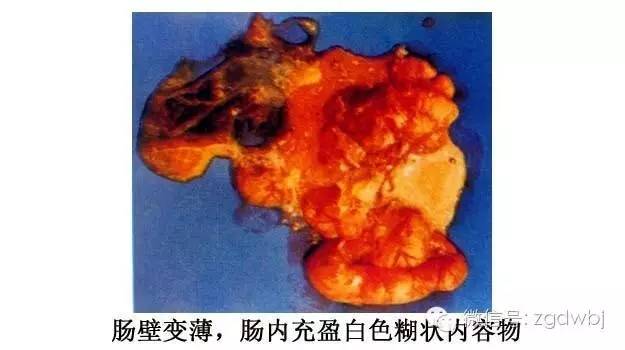 仔猪黄白痢的原因和治疗方案,哺乳仔猪拉黄白痢应该用什么药治