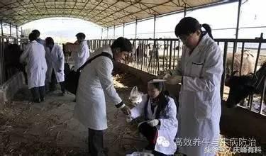 牛羊有病，不请兽医，咱们自己当兽医，牛羊病诊断关键技术！