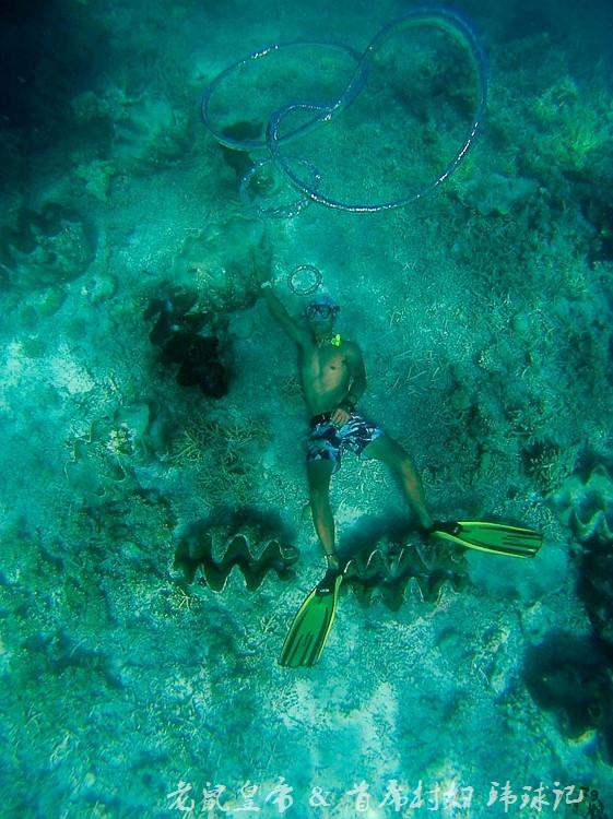 帕劳海底鲨鱼图片大全,帕劳海洋奇观之谜