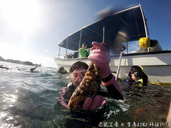 帕劳海底鲨鱼图片大全,帕劳海洋奇观之谜