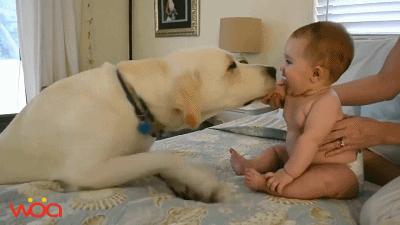 拉布拉多是性格最好的犬种吗,美国拉布拉多