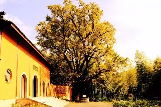 在宜兴竹海，阅读作家笔下的秋！