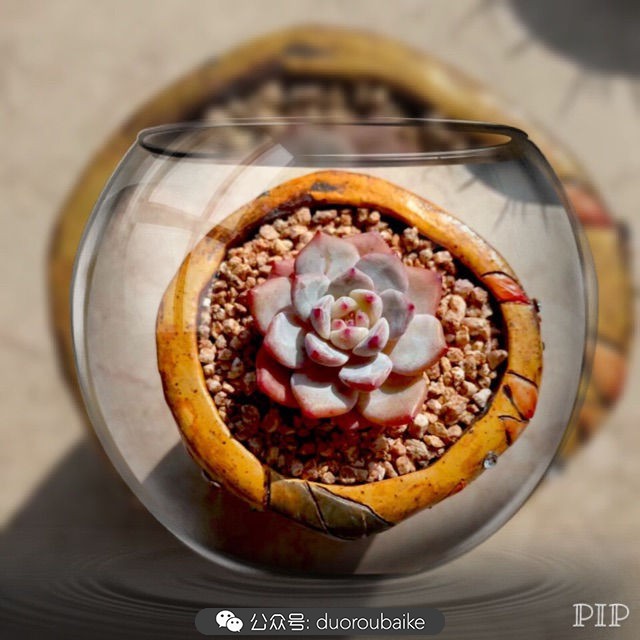 这样的极品雪天使，你可倾心？