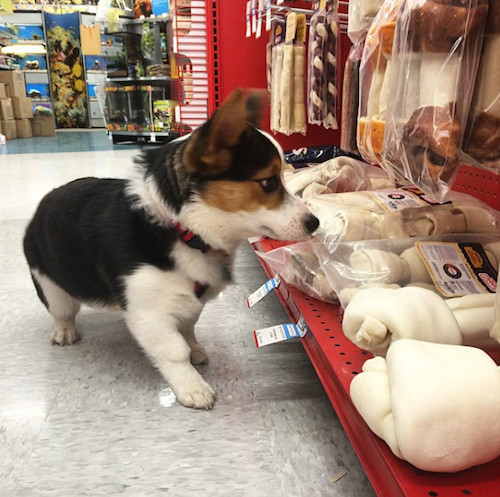 柯基被教育耳朵耷拉,柯基尴尬期耳朵特别大怎么回事