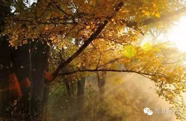 武汉秋天不可错过的美景,武汉踏春打卡地