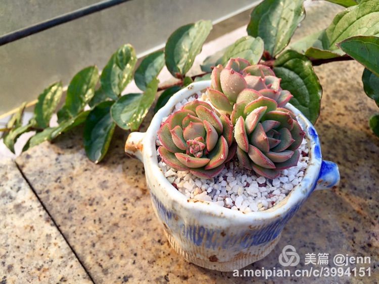 我的多肉小苗一直在露养用遮阳吗,露养冬天的第一盆多肉
