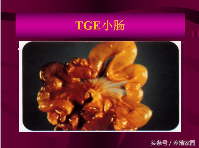 猪冬季腹泻疾病的原因