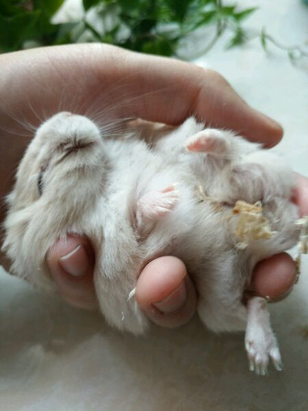 小仓鼠越狱了,仓鼠越狱的时候被压嘴巴歪了