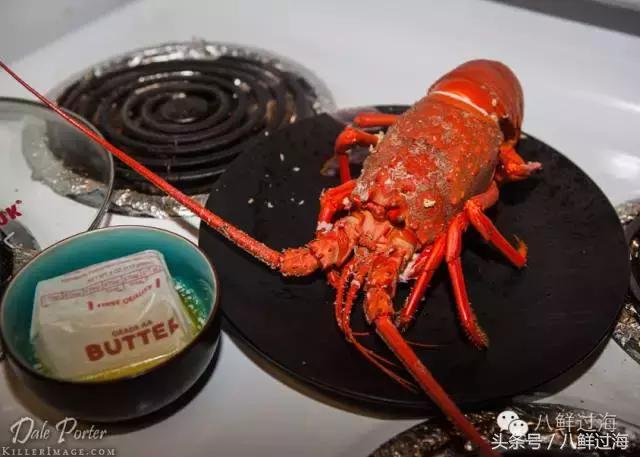 波士顿龙虾竟然是超大号小龙虾,波士顿龙虾绝对鲜活