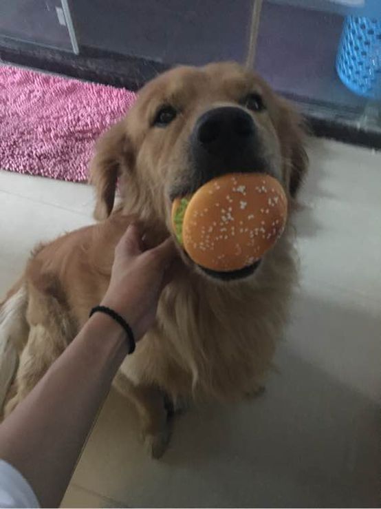 小短腿的金毛是什么犬,小短腿金毛狗狗