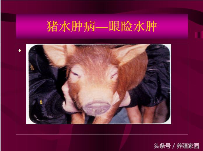 猪冬季腹泻疾病的原因