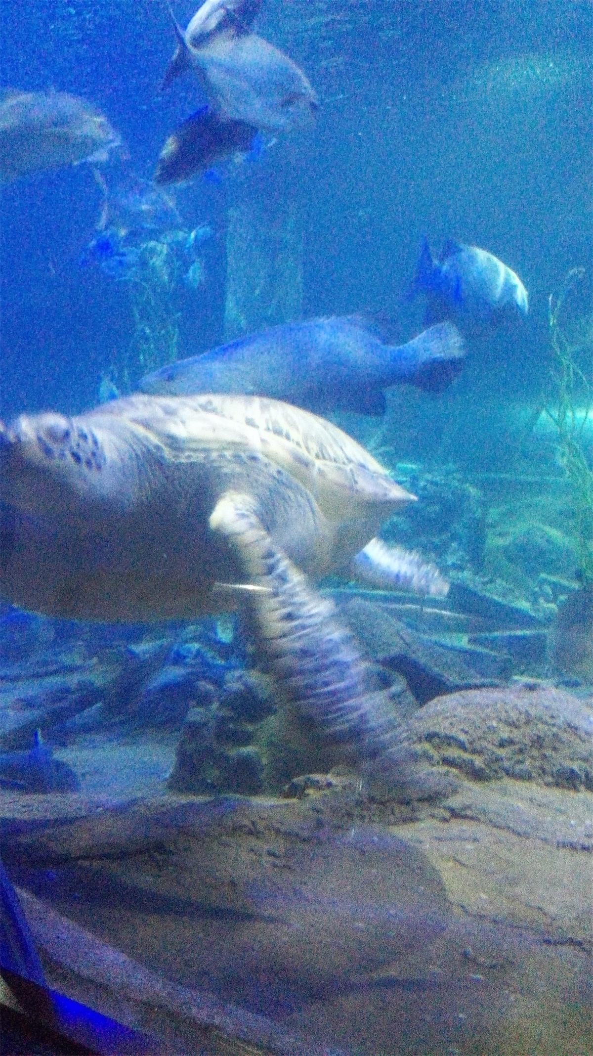 5天4夜玩转越南芽庄,越南芽庄90天