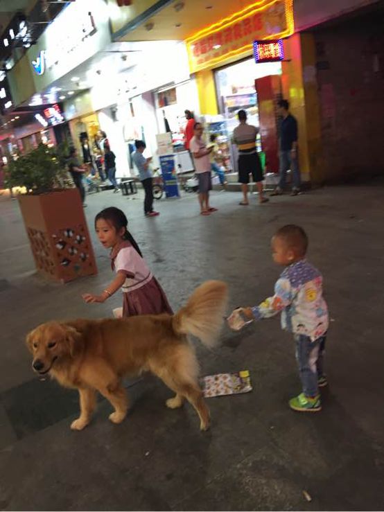 小短腿的金毛是什么犬,小短腿金毛狗狗