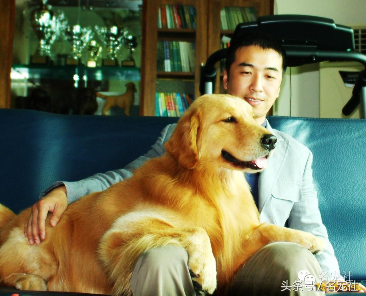 成都金毛cku国际认证犬舍,金毛拉布拉多犬舍全国直发