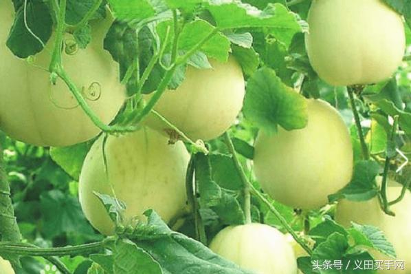 中国地理标志大会视频,国家地理标志产品官方采访