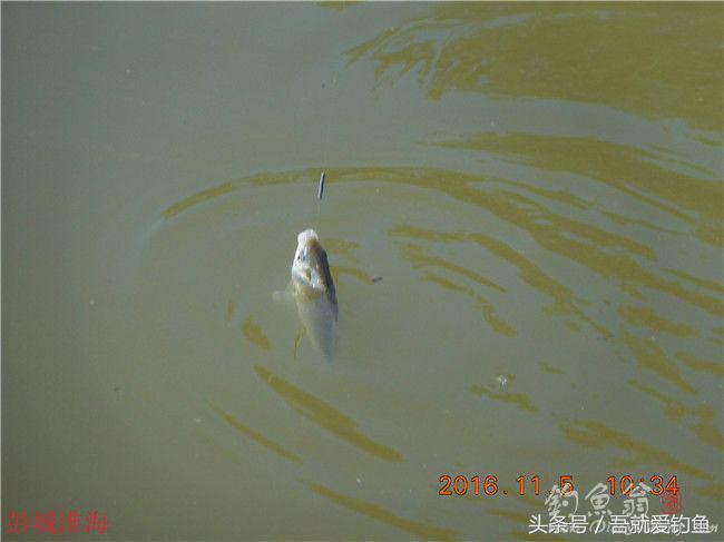 窝料大河野钓推荐,再钓东河水库