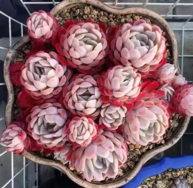 一个爱折腾的90后,多肉90后大叔