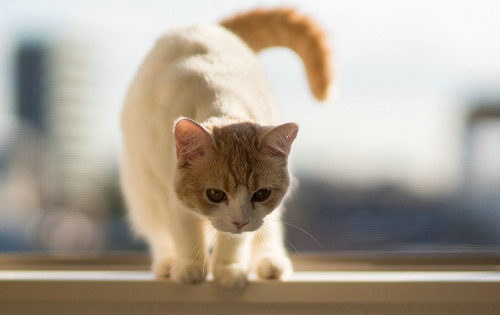 猫咪睡觉警觉,猫咪睡觉很警觉