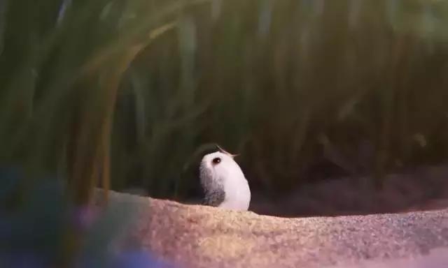 鸟是好鸟就是话多这幅图表达什么,鸟是好鸟是什么梗