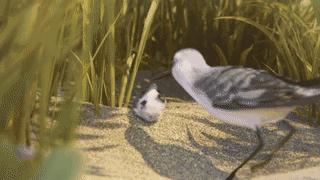 鸟是好鸟就是话多这幅图表达什么,鸟是好鸟是什么梗