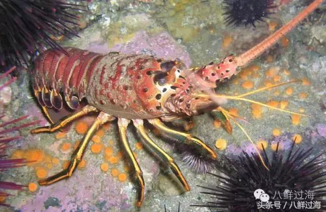 波士顿龙虾竟然是超大号小龙虾,波士顿龙虾绝对鲜活