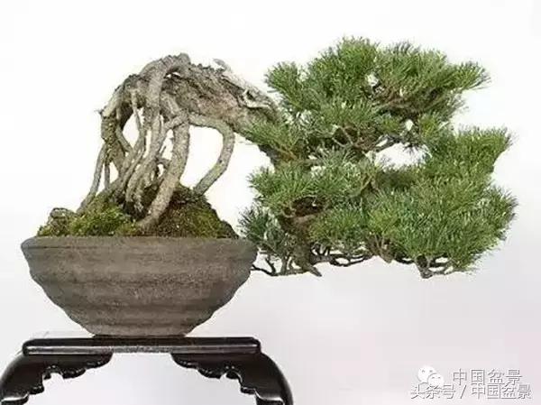 枸杞树桩盆景如何造型,紫薇盆景树桩造型图片