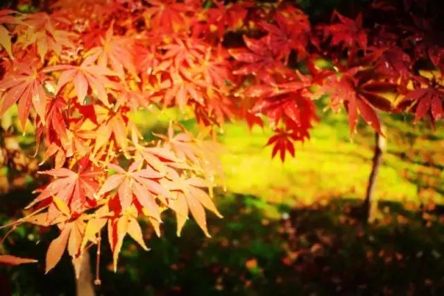 在宜兴竹海，阅读作家笔下的秋！