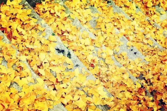 成都寺庙看银杏最美的地方,成都市最美银杏树在什么位置