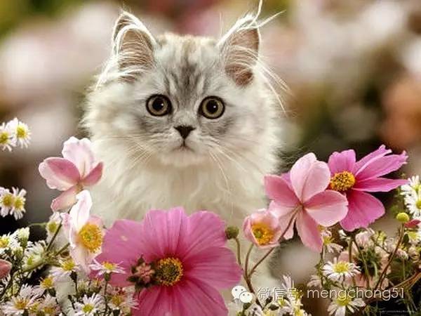 对猫咪有毒的植物有哪些？猫咪误食毒性植物怎么办？