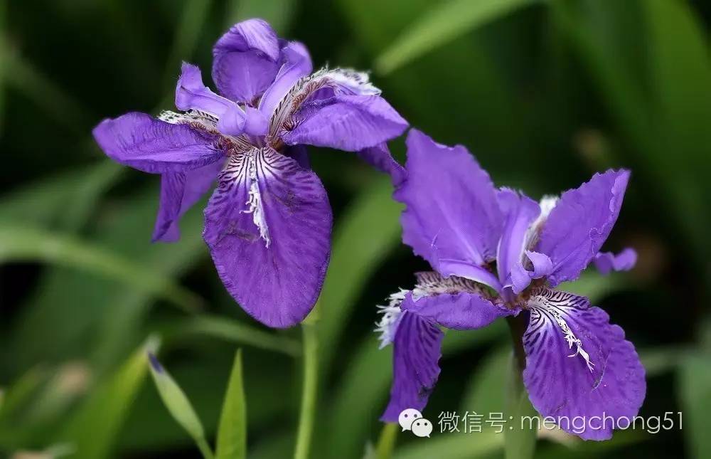 猫咪对哪些植物有毒,对猫咪有毒的植物