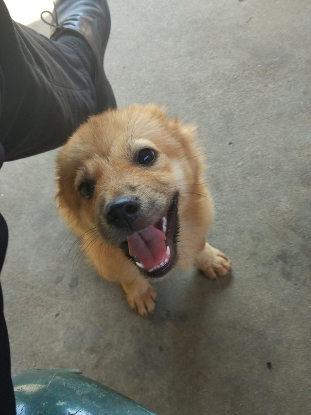 正宗中华田园犬还有多少只,中华田园犬最正宗的是哪个省