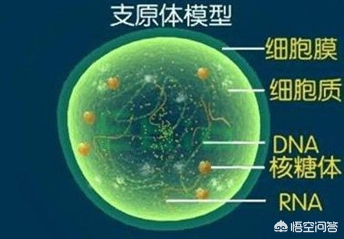 解脲支原体阳性会得人型支原体吗,解脲支原体和人型支原体呈阳性