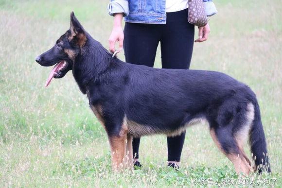 德牧的遗传倾向性疾病,怎么才能让德牧有警觉性