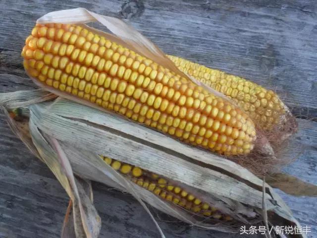 玉米育种的基本思路和方法,玉米育种的正确方法