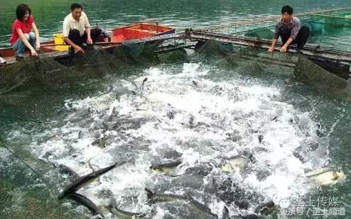 湖北省哪个地方的鱼最好吃,湖北最好吃的淡水鱼在哪里