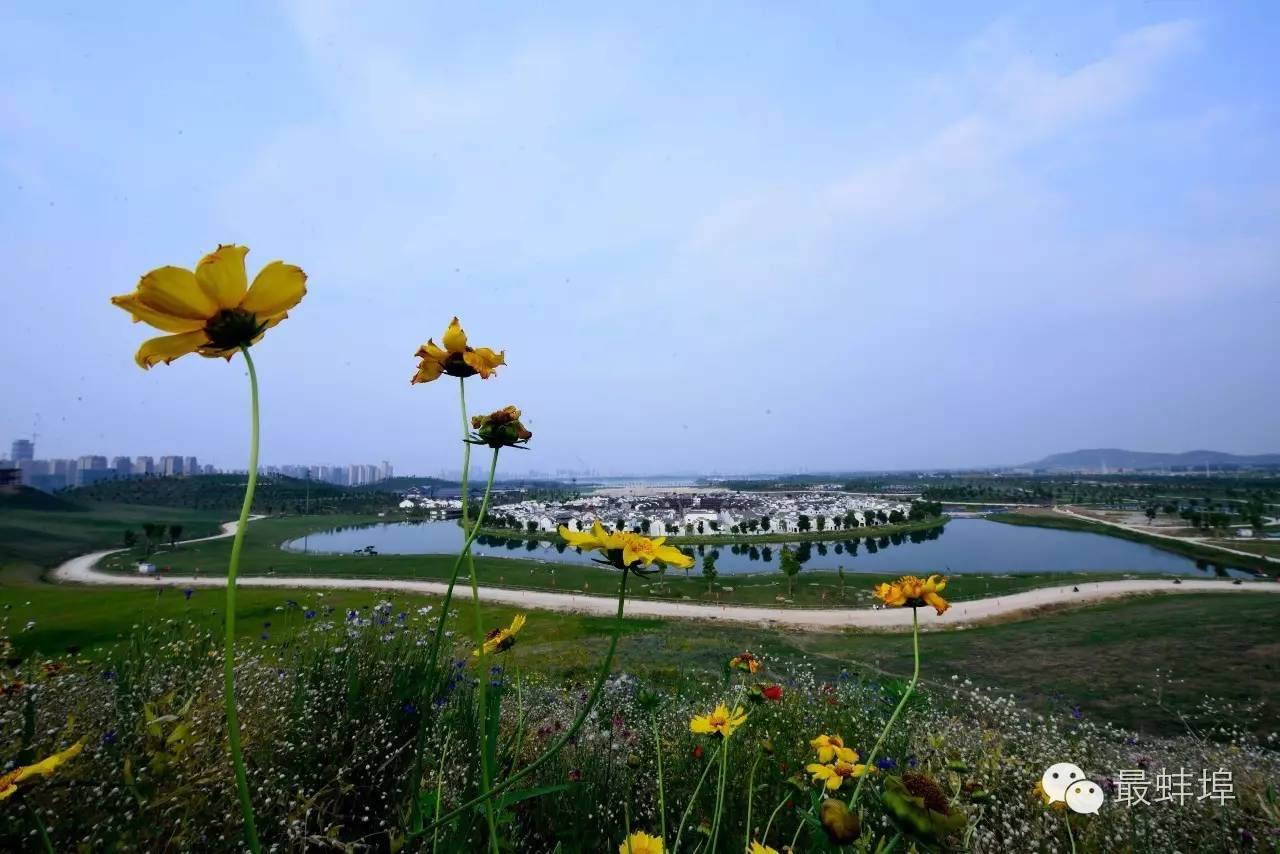 蚌埠市三县四区排名,蚌埠三大县