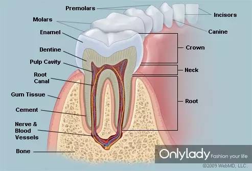 希拉里牙齿怎么样,希拉里的女儿怎么样