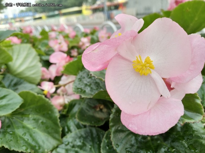 vivox100评测摄像功能,vivox100评测科技美学