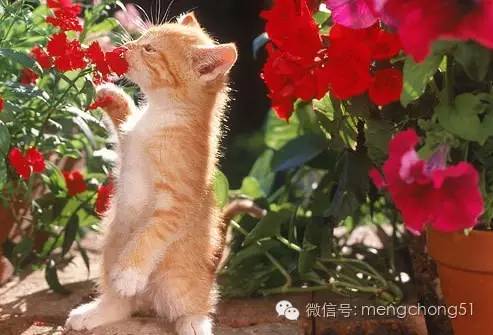 猫咪对哪些植物有毒,对猫咪有毒的植物